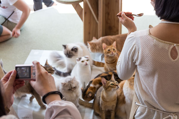 猫カフェ開業に必要な資格と経営のポイント