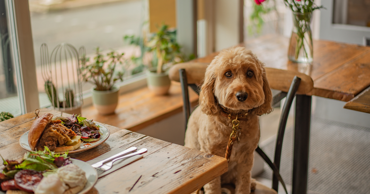 ドッグカフェで愛犬と食事